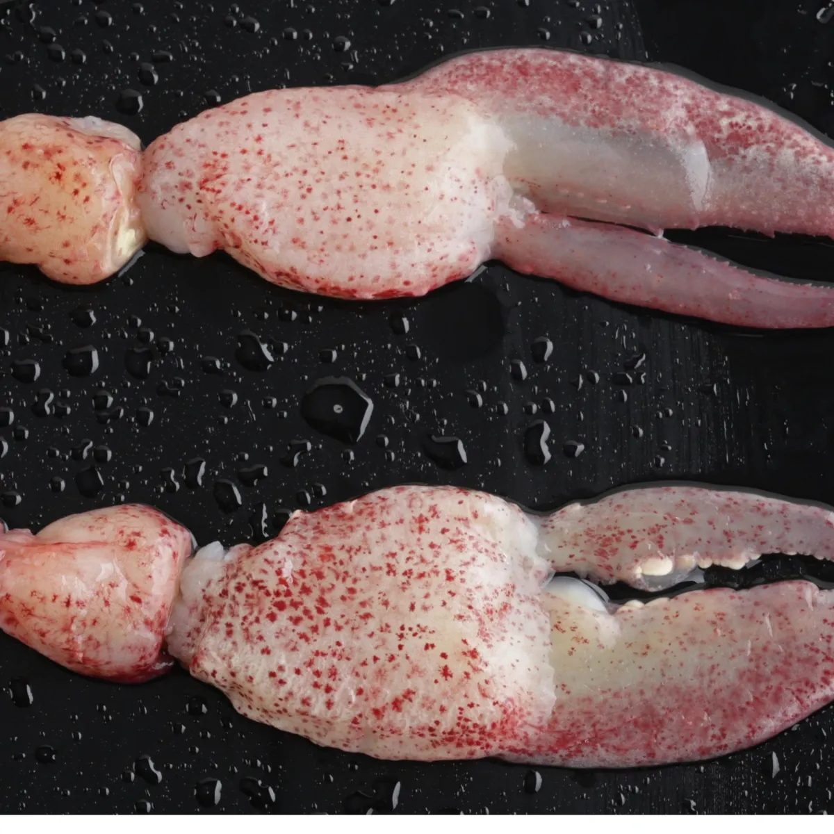 Raw CK Lobster Meat