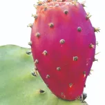 Cactinea, Detox your body!