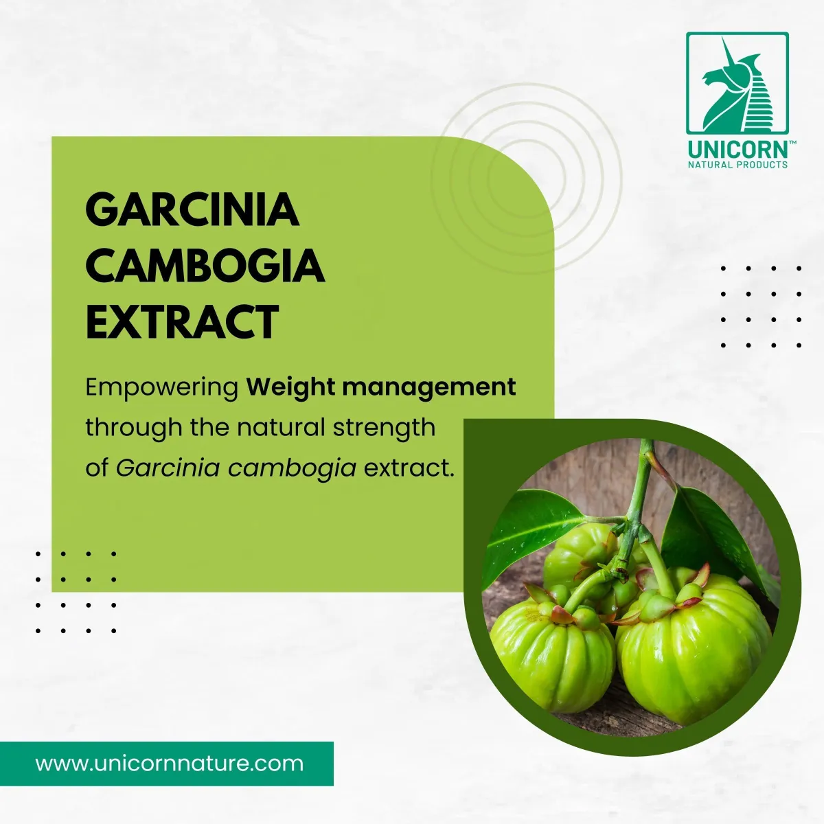 Garcinia cambogia Extract
