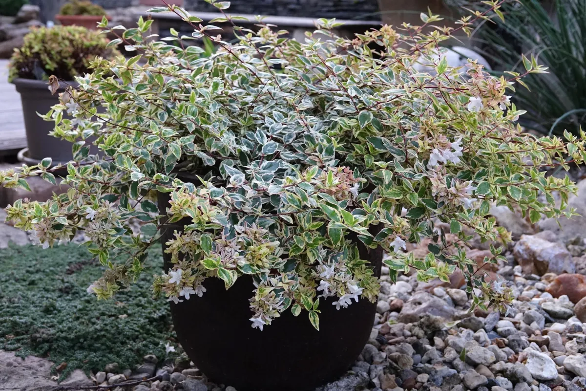 Abélia TRICOLOR CHARM®