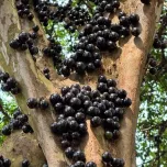 Jabuticaba Powder