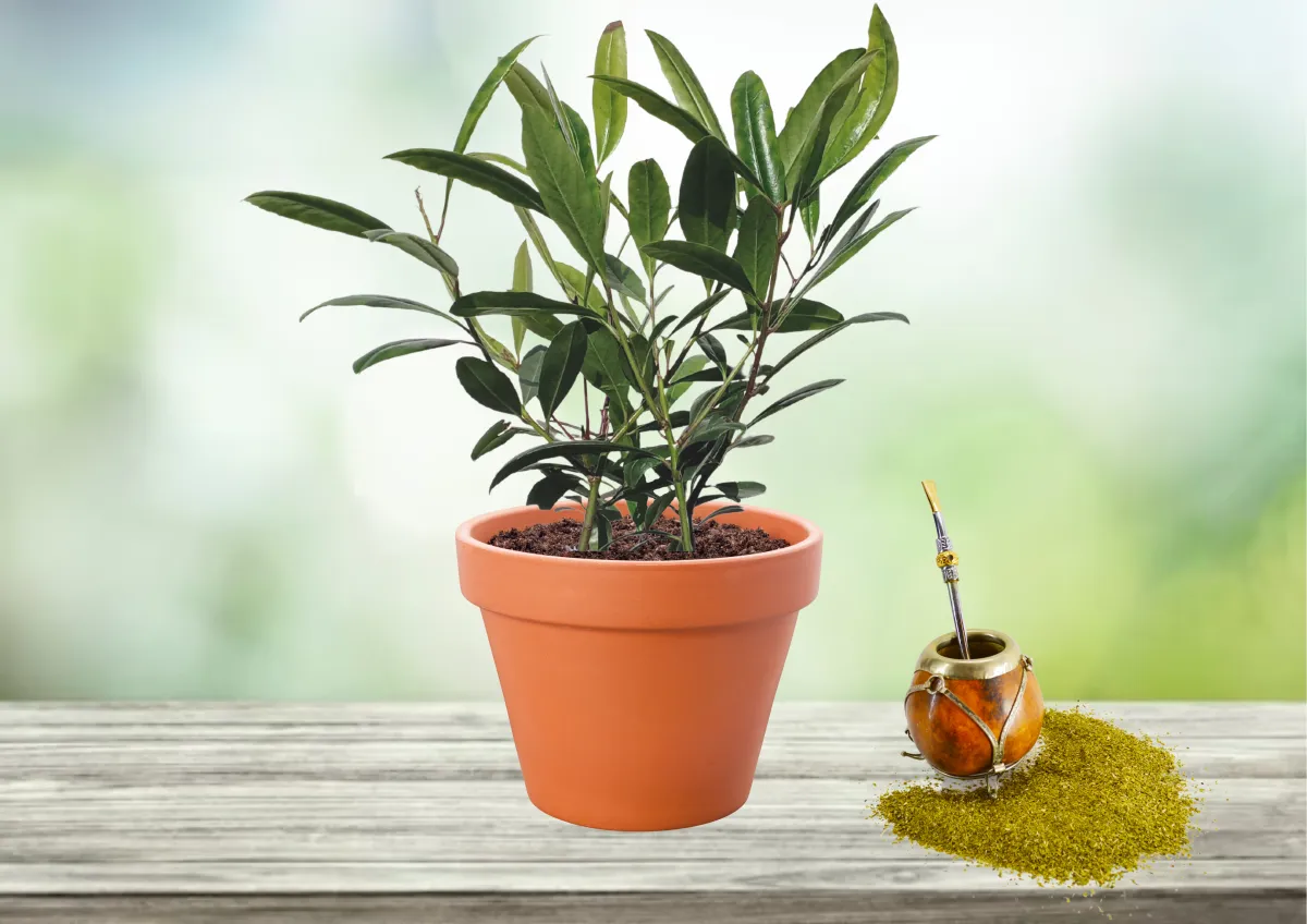 ILEX PARAGUARIENSIS GARDEN2CUP ® - MATÉ