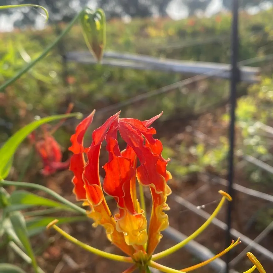 Colchicine