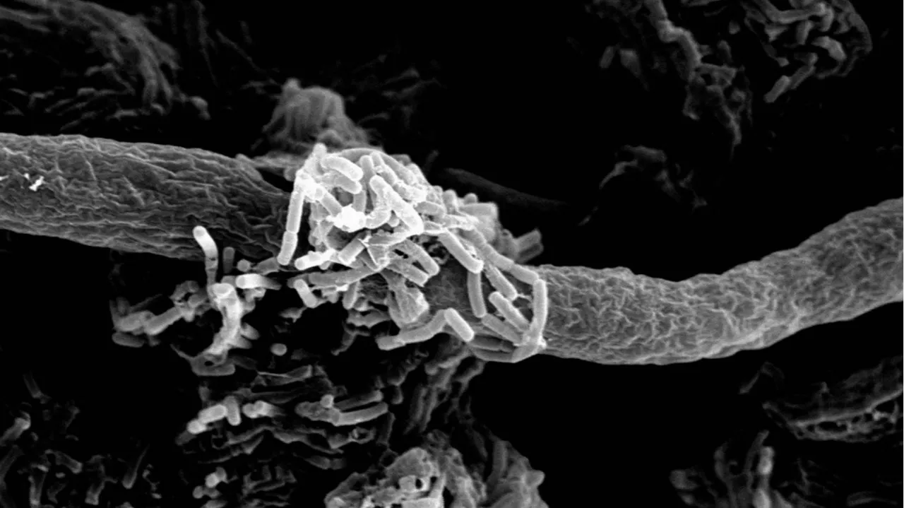 Une nouvelle solution contre les bactérioses