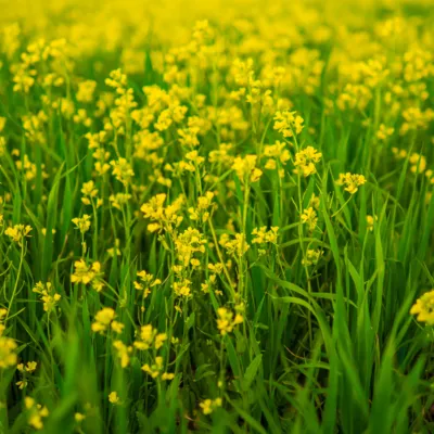 Camelina Oil
