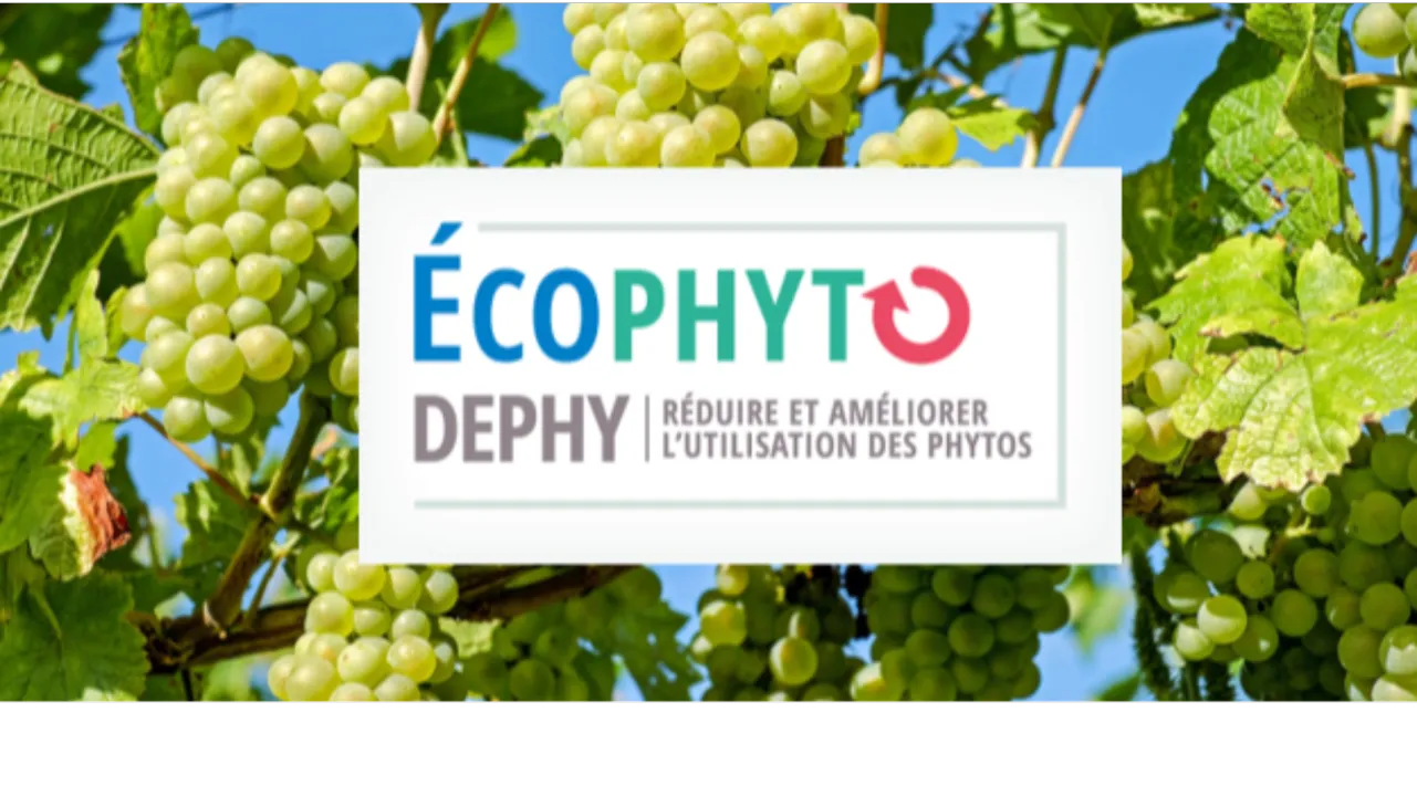 Rencontres nationales DEPHY viticulture : 10 ans de résultats