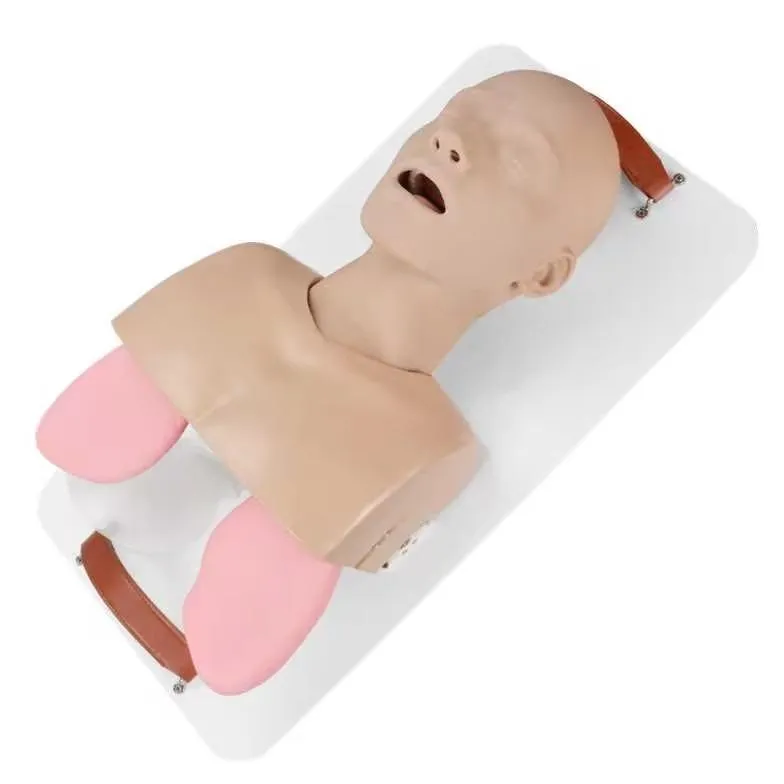 Adult Multi-Difficulty Adjustable Airway Management Training Model