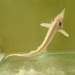 Almas Caviar Zipang (Golden Caviar)