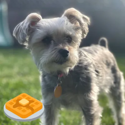 Waffles with Waffles