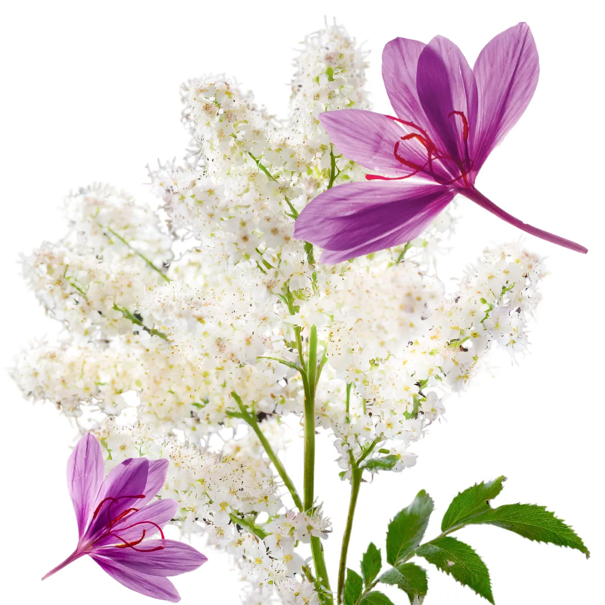 AiFlex’inside™ - science backed solution for joint health