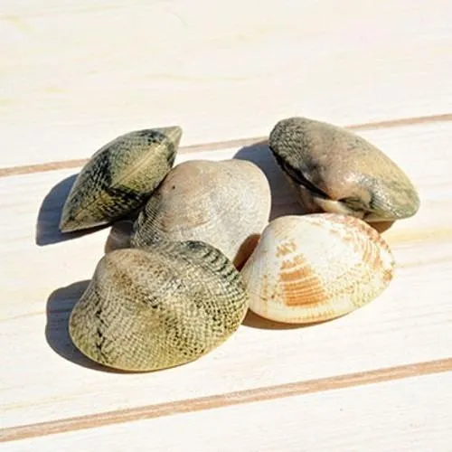 Palourdes Européenne Ruditapes Decussatus