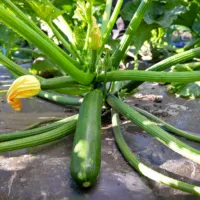 Courgette Jolly