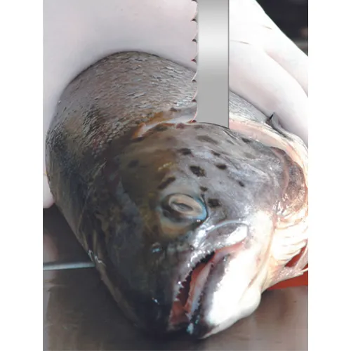 Meatkutter™ Premium