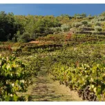Nen del Celler