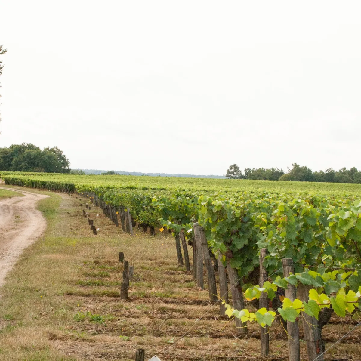 Conseil suivi de vignoble