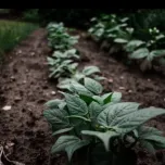 Project: Energy Recovery System Optimization (Natural Gas + Steam) Mc Cain Foods