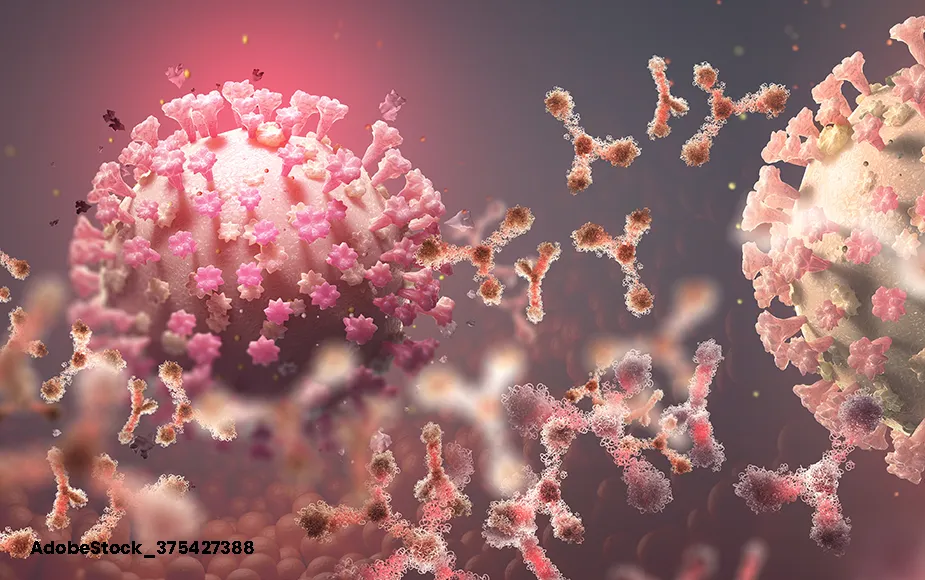 Antibody Production