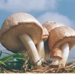 King Agaricus KA21, Raw Material