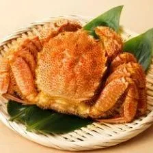 HAIRY CRAB (Horsehair Crab) KEGANI