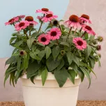 PANAMA™ ROSE | Echinacea