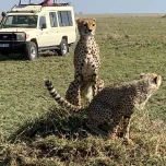 Unforgettable Tanzania Safari Experience