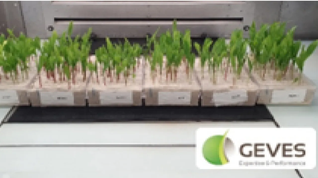 Qualité germinative et vigueur des semences : comment et pourquoi ?