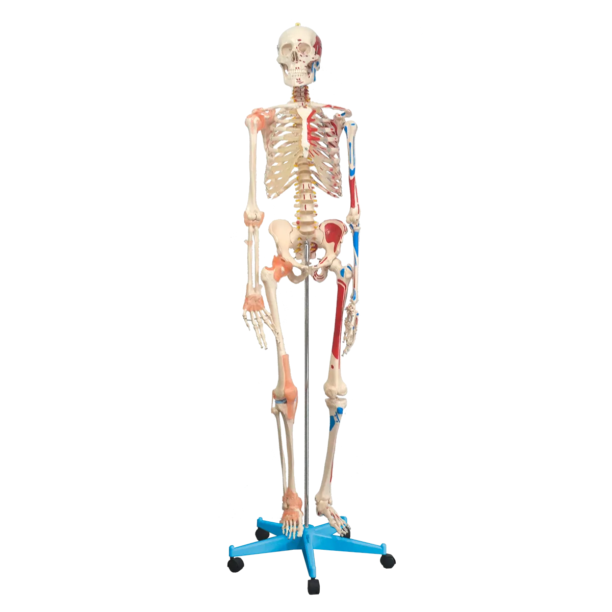Esqueleto 168 cm, com Ligamentos e Inserções Musculares, com Suporte e Base com Rodas
