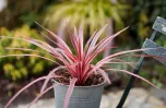 Cordyline australe Pink Star