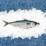 Mackerel / Jack Mackerel / Horse Mackerel
