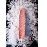 BLUEFIN TUNA (Thunnus Thynnus)