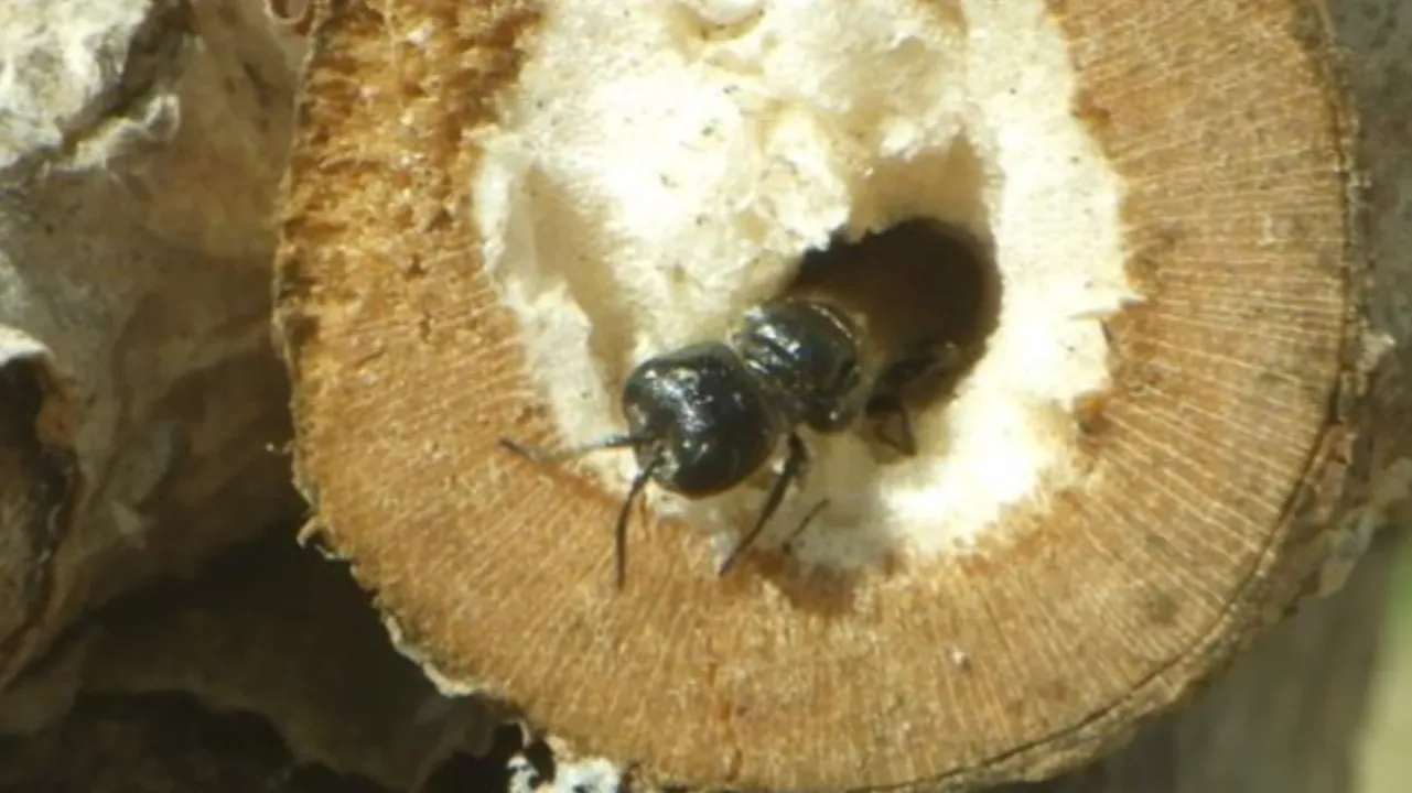 Promouvoir les hyménoptères chasseurs pour optimiser la régulation naturelle des pucerons