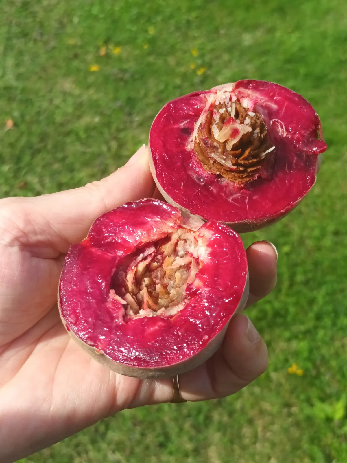 Pêcher sanguine 'Hellfest'®