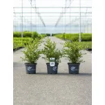 BetterBuxus®