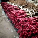 Plants de vignes en tiges hautes - 60 cm