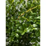 BetterBuxus®