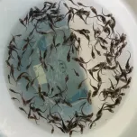 S Caviar (晋也Caviar/Shinya Caviar)