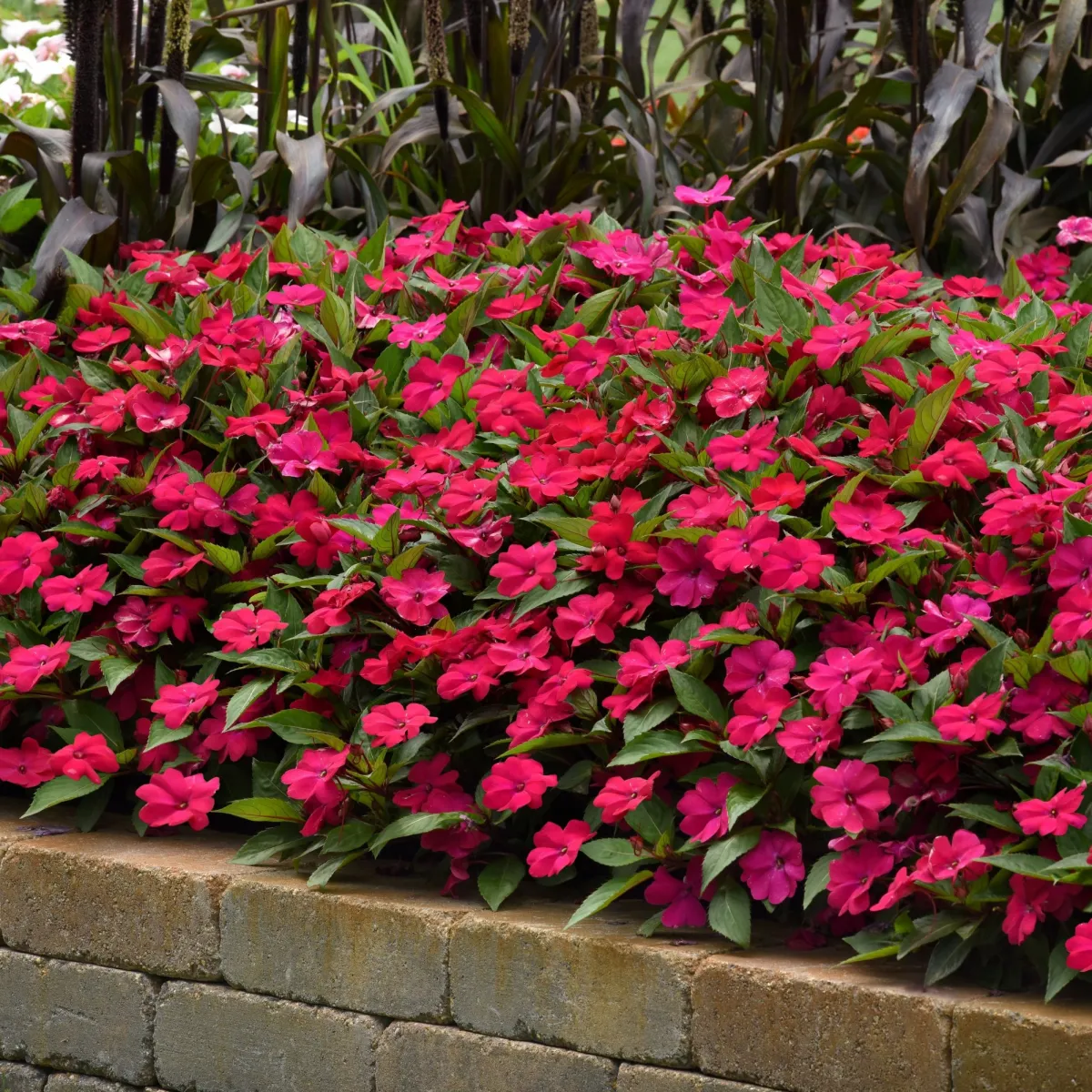 IMPATIENS INTERSPECIFIQUE SOLARSCAPE (TM)