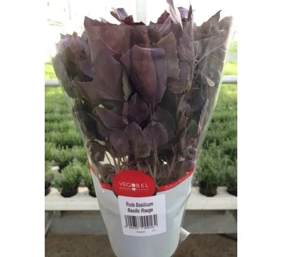 Basilic rouge