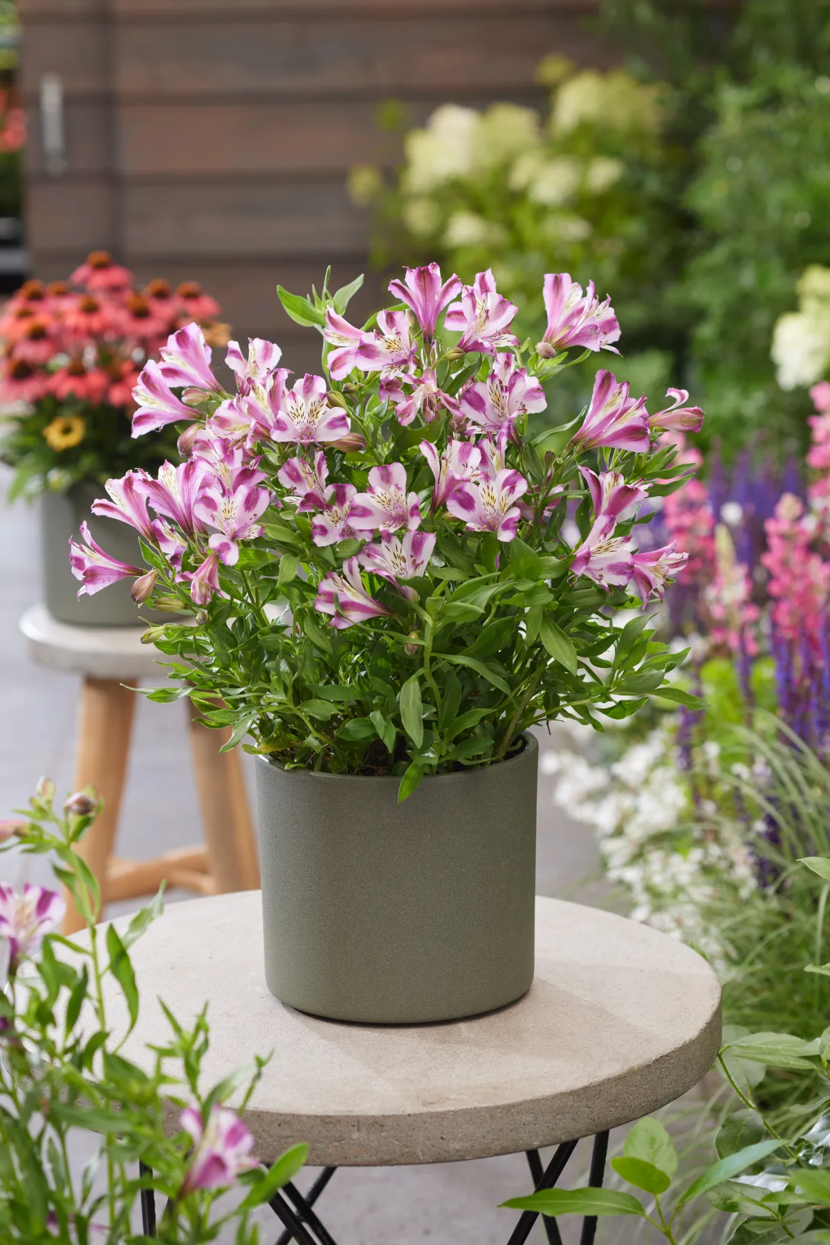 ALSTROEMERE VALENTINE