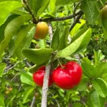 Acerola Powders