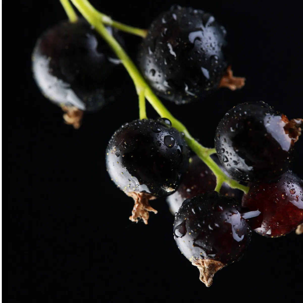 Blackcurrant Seed Oil