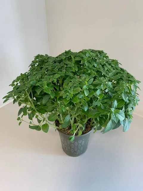 Basilic à fines feuilles