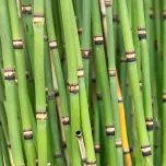 Plantes de rives et berges