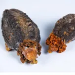 Sea cucumber, water out and cooked 30 min.