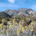 Senecio (Senecio neaei) essential oil