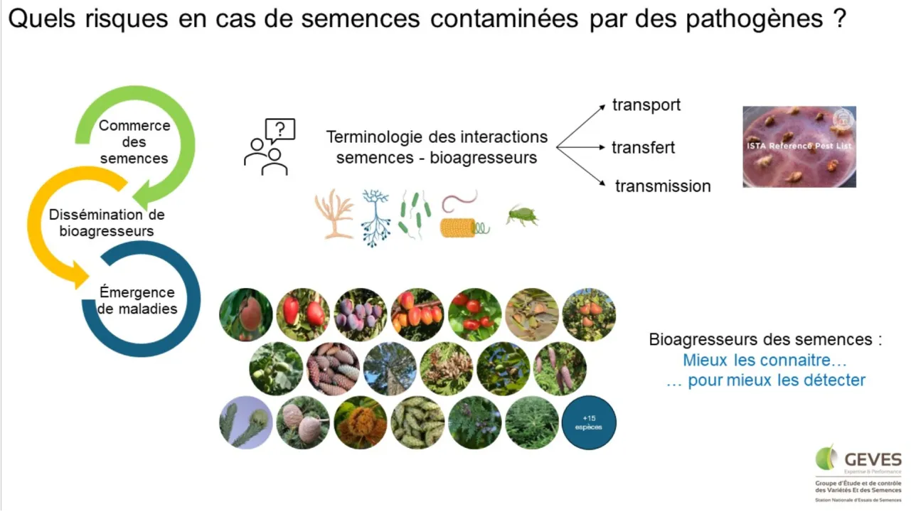 Quels risques en cas de semences contaminées par des pathogènes ?