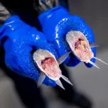 Perfect Filleting Starts with Perfect Heading - IS-026 for Whitefish and Seabass