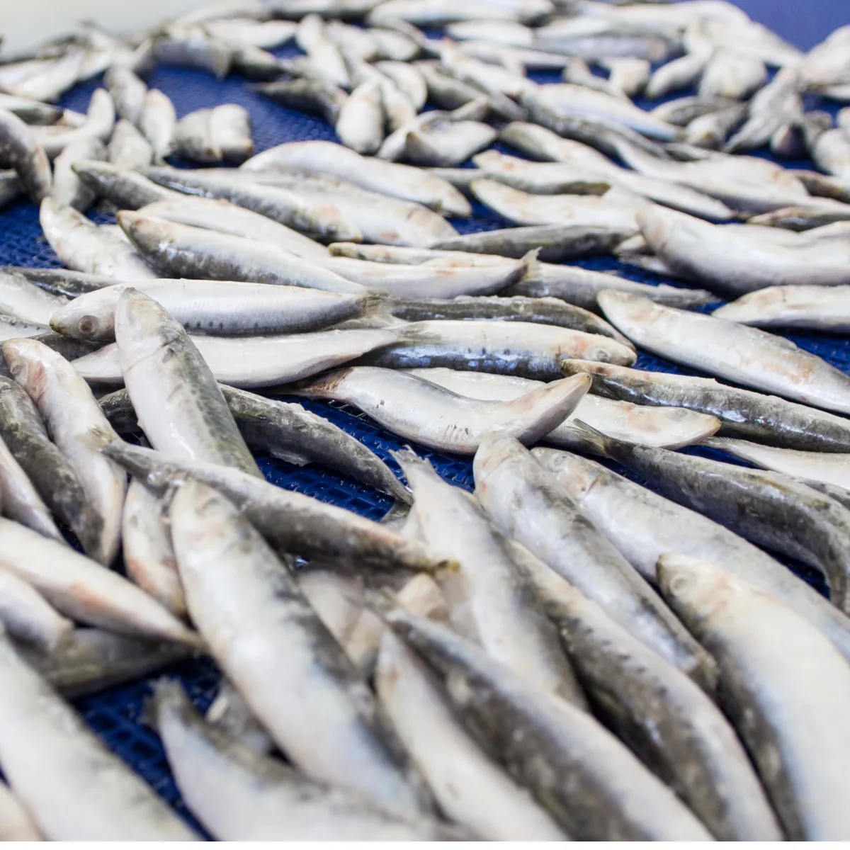Frozen Sardines and Anchovies (IQF)