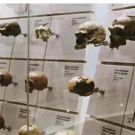 Smithsonian Natural History Tour by Babylon Tours