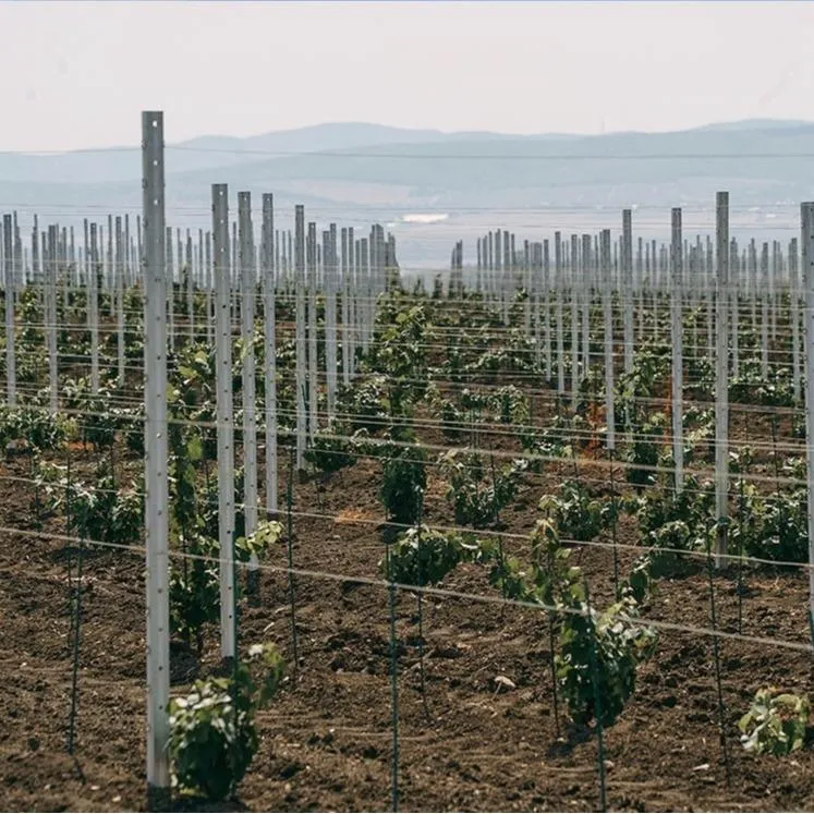Tuteurs Vigne | Vergers | Oliviers